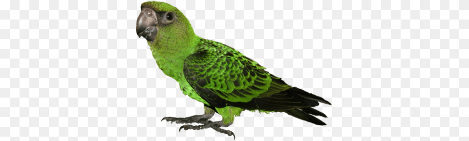 Prices Park, Animal, Bird, Parakeet, Parrot Free Transparent Png