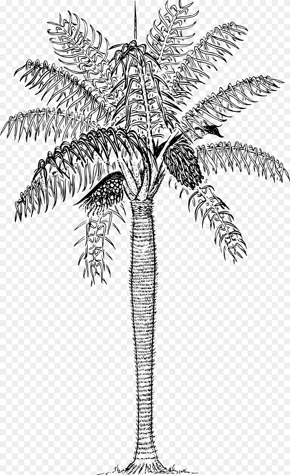 Prickly Palm Clip Arts Grugru Palm, Gray Free Png