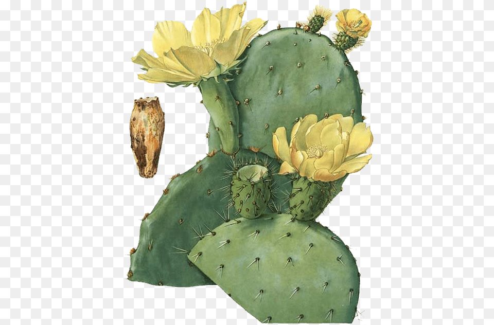 Prickly Pear Botanical Illustration Stock, Plant, Cactus, Flower, Rose Free Png Download