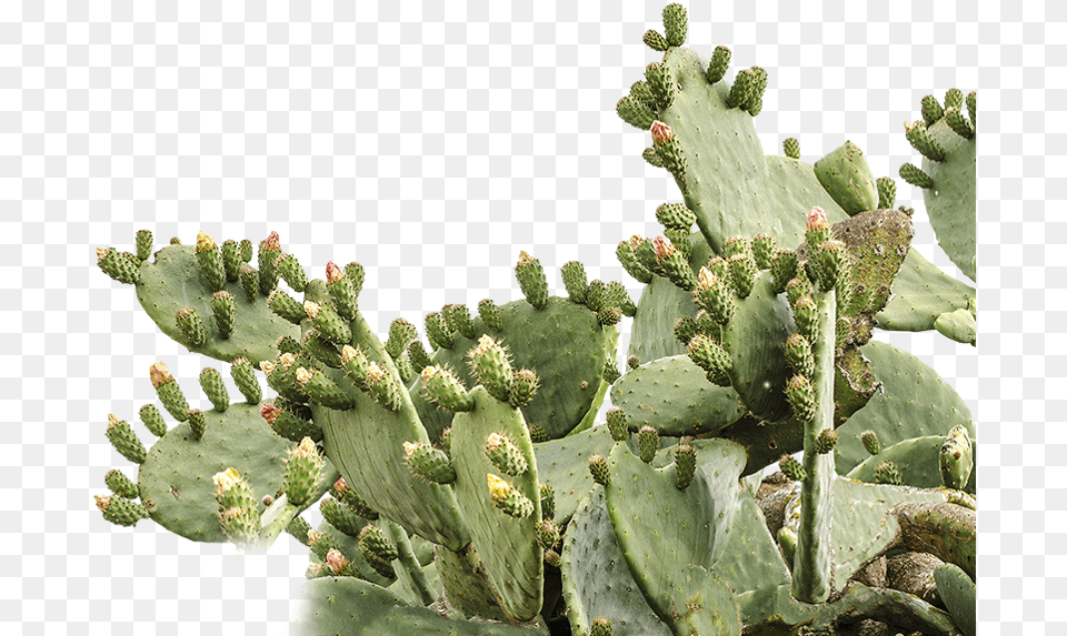 Prickly Pear Cactus Background, Plant Free Png