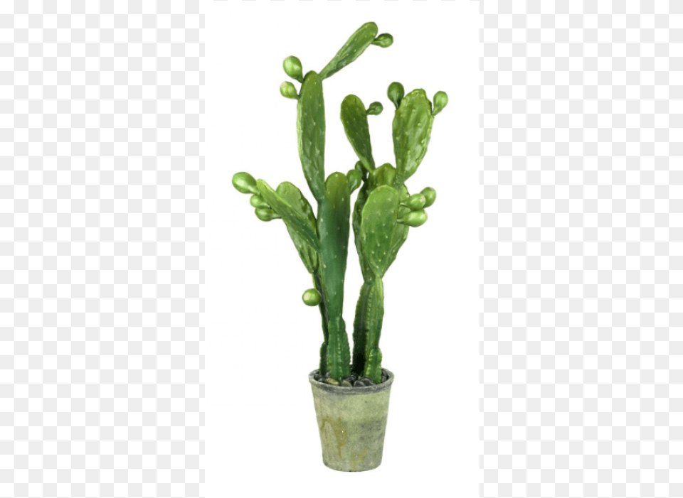 Prickly Pear Cactus Potted, Plant Png