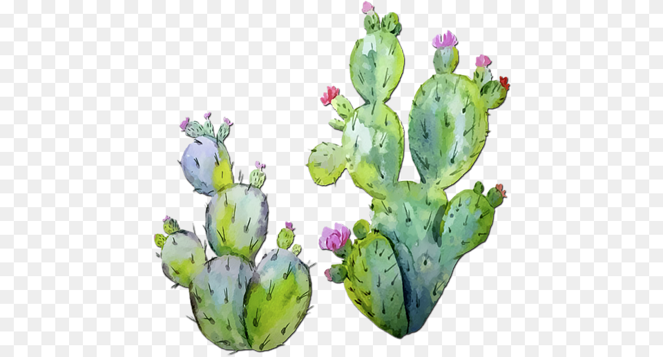 Prickly Pear Cactus Watercolor, Flower, Plant Free Png