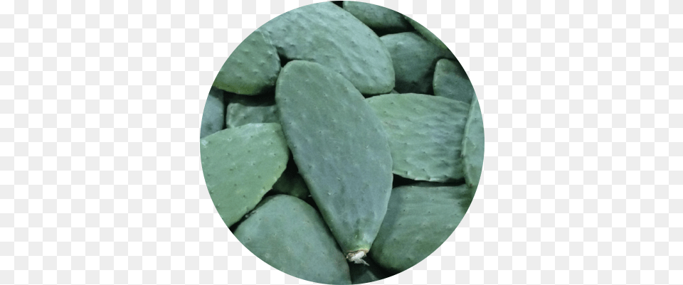 Prickly Pear Image Prickly Pear, Cactus, Plant Free Png