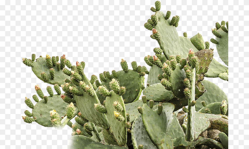 Prickly Pear Picture Prickly Pear Cactus, Plant Free Png