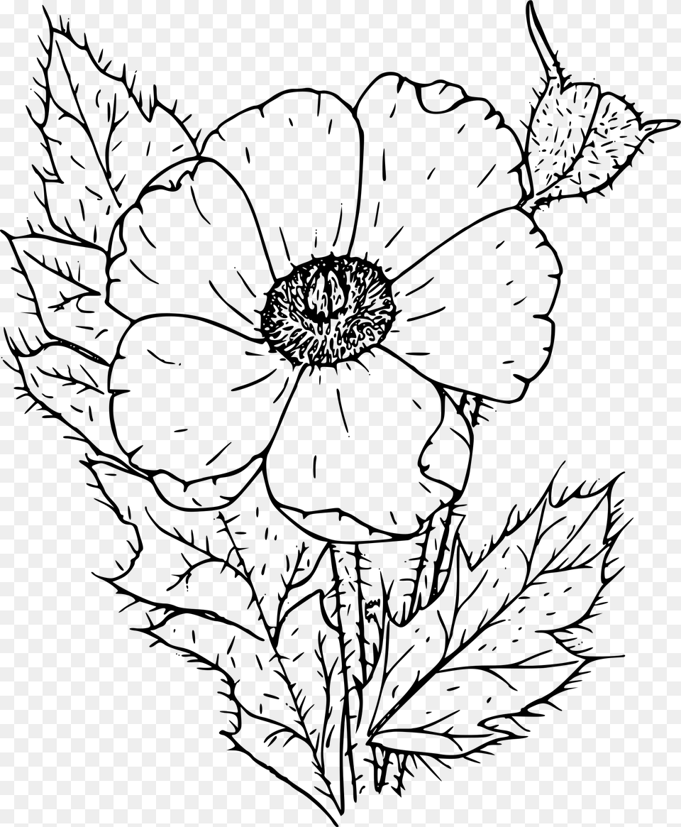 Prickly Poppy Clip Arts Poppy Flower Black And White, Gray Png