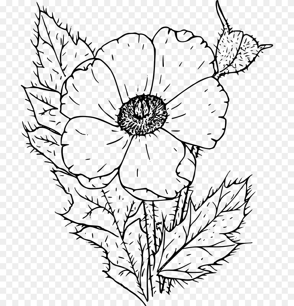Prickly Poppy Poppies Black And White, Gray Free Transparent Png