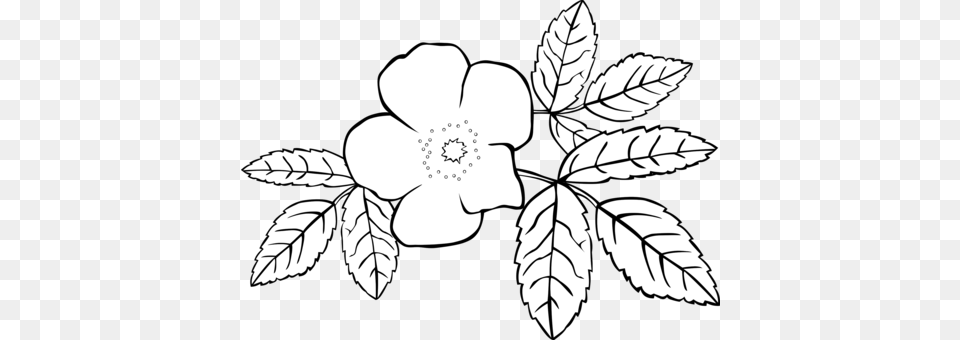 Prickly Wild Rose Drawing Color Line Art Flower Wild Rose Clip Art, Leaf, Plant, Anemone, Stencil Png