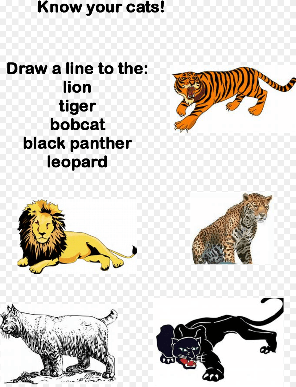 Pride Rock Siberian Tiger, Animal, Mammal, Lion, Bear Free Transparent Png