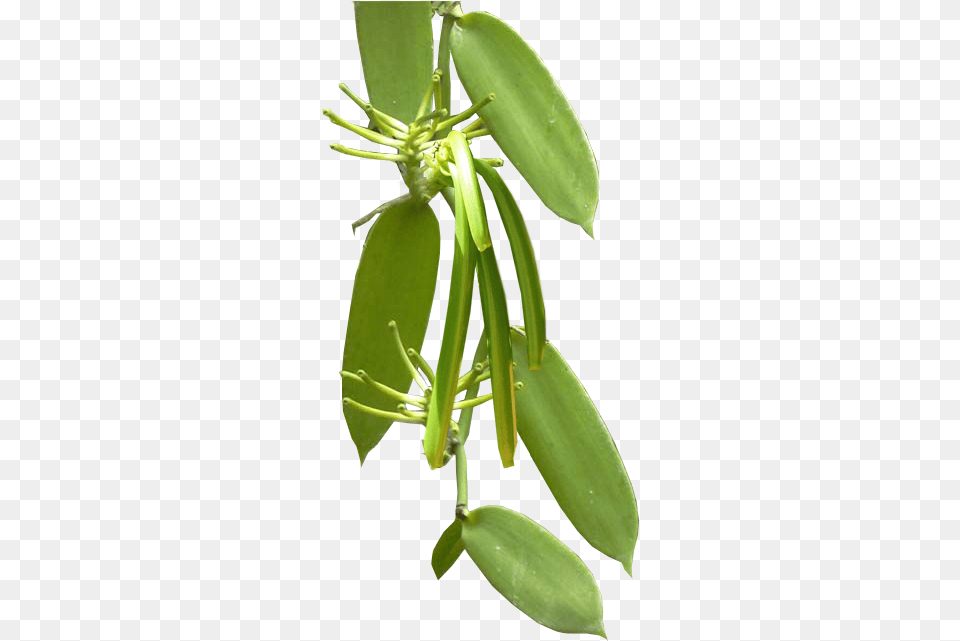 Prima Commodity Acianthera Pectinata, Leaf, Plant, Flower, Tree Free Transparent Png