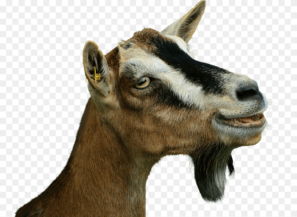 Prima Donna Goat Isolated Livestock Creature Ziege, Animal, Mammal, Antelope, Wildlife Png