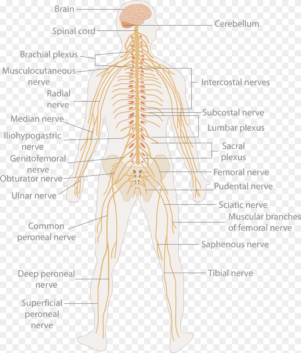 Primary Spinal Cord Tumours Body Nerves Diagram, Chart, Plot, Adult, Male Free Png