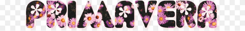 Primavera Flor Letras Rosa Spring African Daisy, Flower, Plant, Purple Free Transparent Png