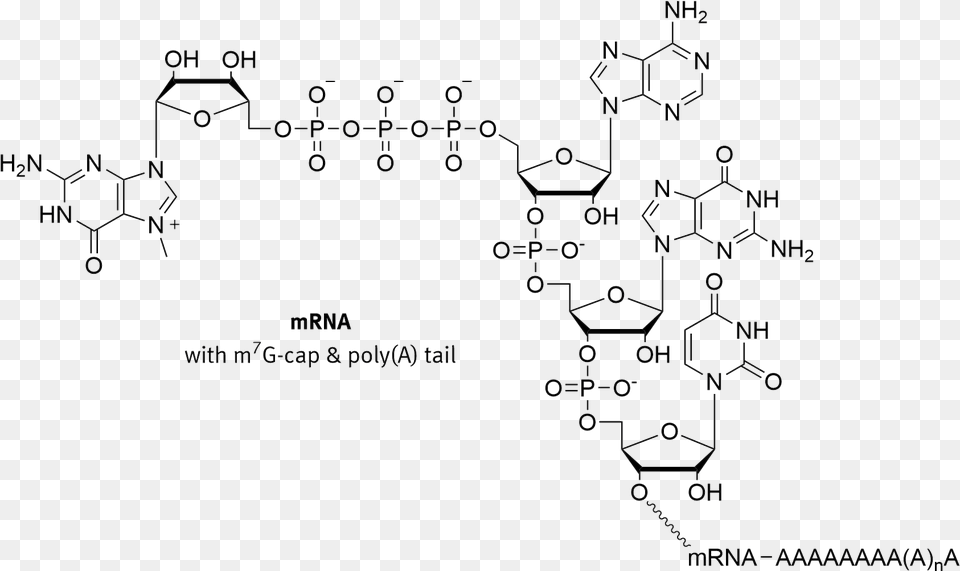 Prime Cap Guanine Cap, Diagram, Nature, Outdoors Png Image