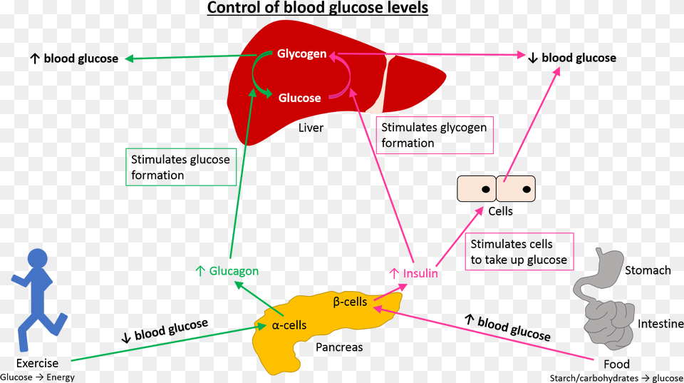 Prime Global Medical Communications Stress And Blood Glucose Levels, Diagram, Person Free Png Download