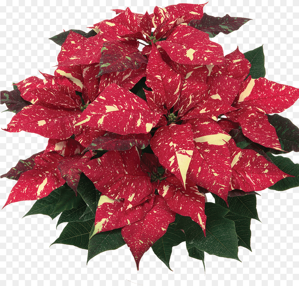 Primero Red Glitter Poinsettia, Flower, Leaf, Petal, Plant Png Image