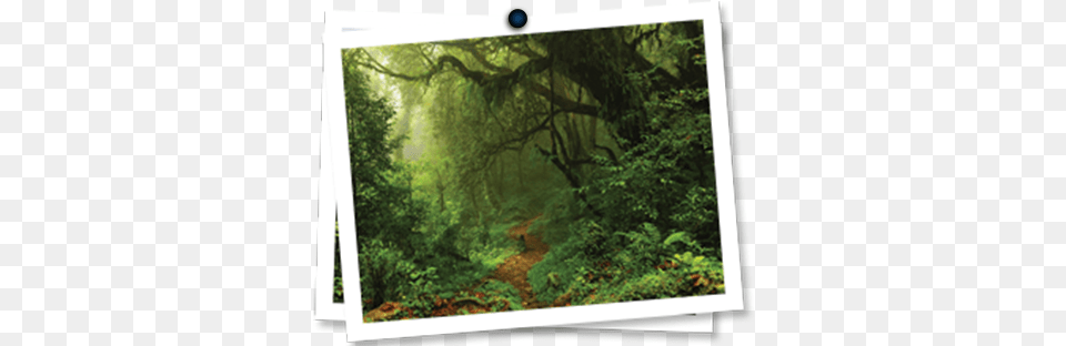 Primeval Forest, Woodland, Vegetation, Tree, Scenery Png
