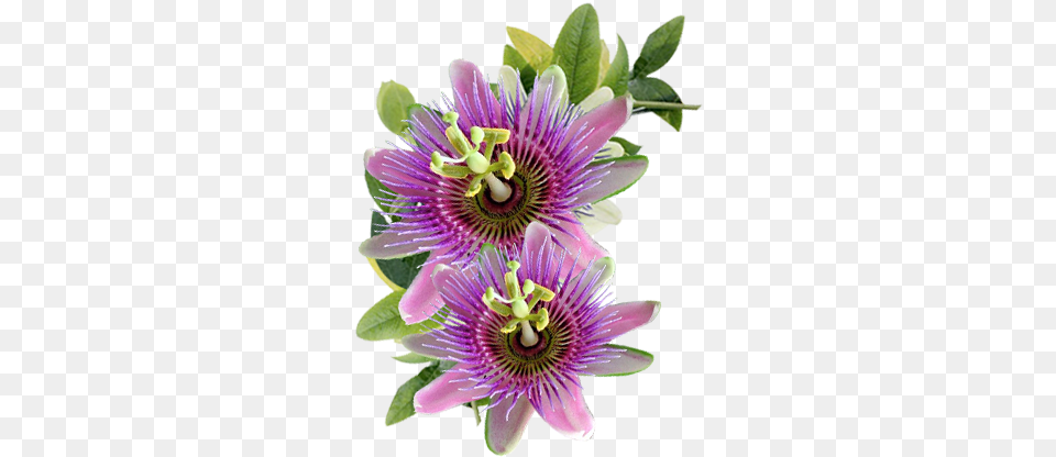 Primmalai Product Passion Flower, Anther, Plant, Petal Png Image