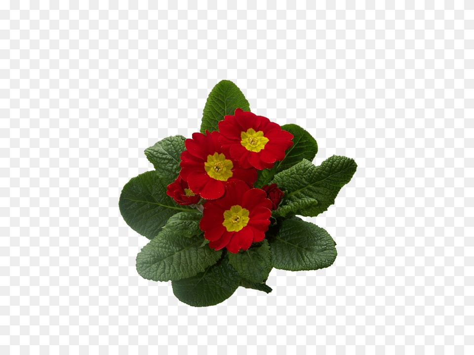 Primrose Anemone, Flower, Geranium, Leaf Free Transparent Png