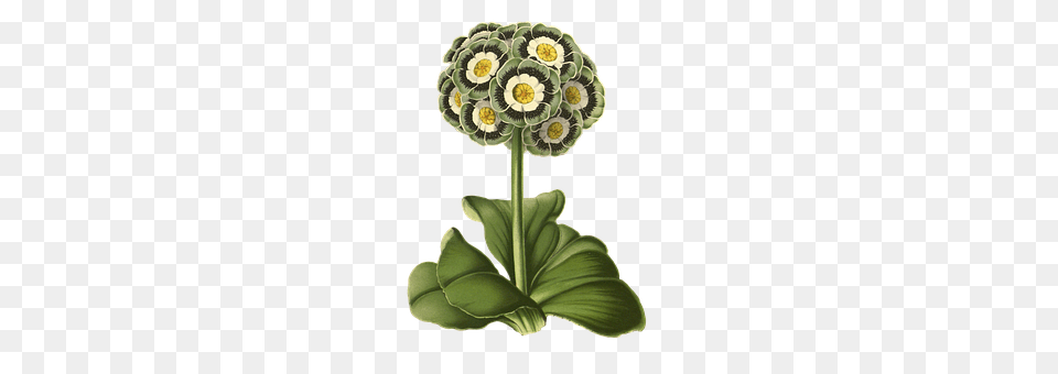 Primrose Plant, Daisy, Flower, Pattern Free Transparent Png