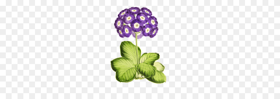 Primrose Plant, Geranium, Flower, Art Free Transparent Png