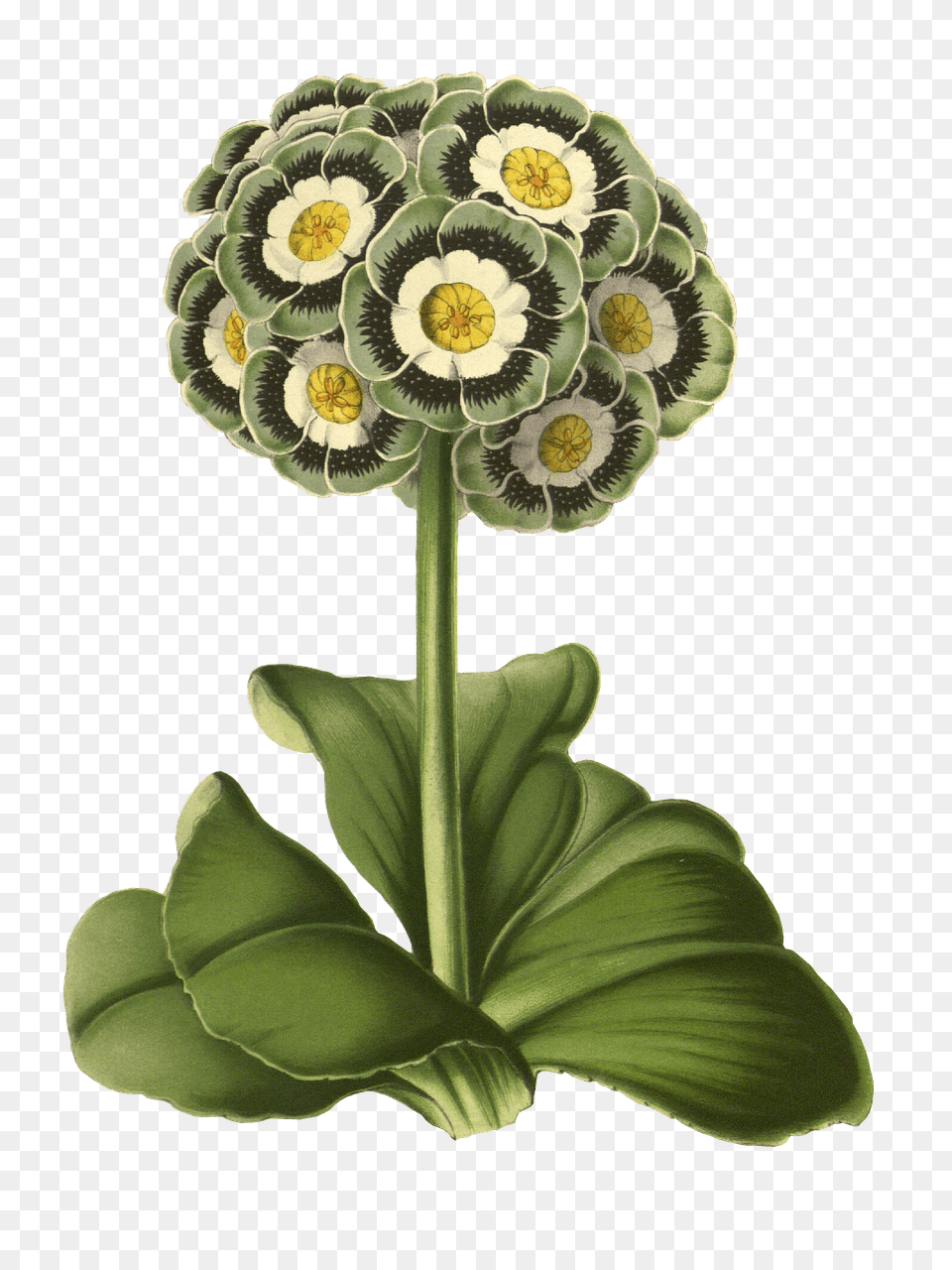 Primrose Drawing, Anther, Daisy, Flower, Plant Png