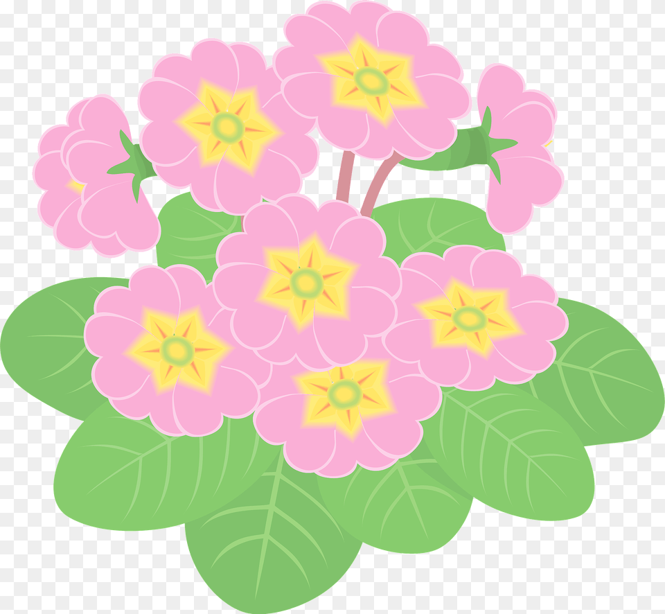 Primrose Flowers Clipart, Flower, Geranium, Plant, Petal Free Transparent Png