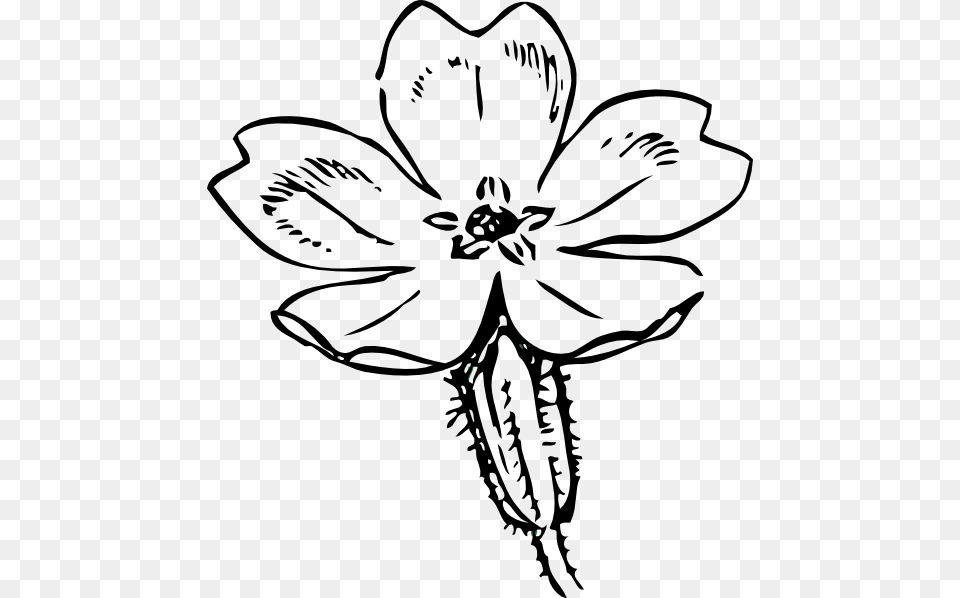 Primrose Sketch, Art, Flower, Drawing, Plant Png Image