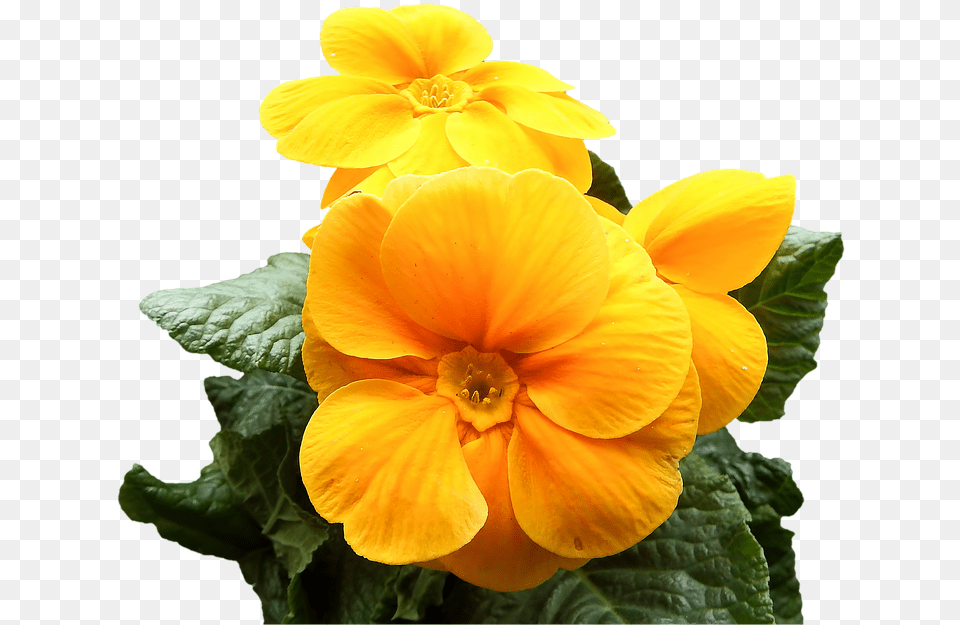 Primrose Yellow Flowers On Pixabay Primrose Flower, Geranium, Petal, Plant Free Transparent Png