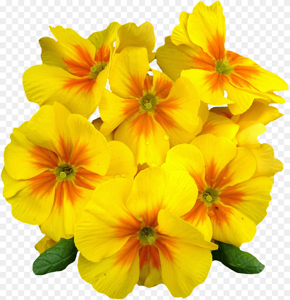 Primroses Flower, Geranium, Petal, Plant Free Png Download