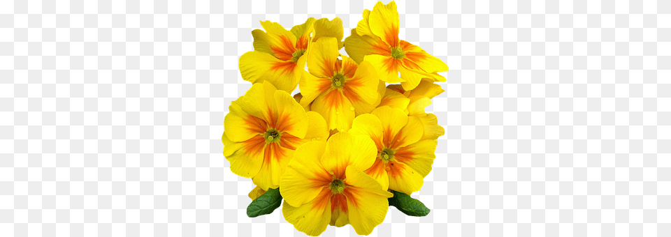 Primroses Flower, Geranium, Petal, Plant Free Png