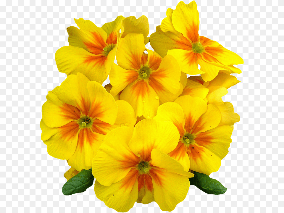 Primroses Flower, Geranium, Petal, Plant Free Png