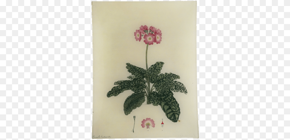 Primula Rect Botany, Plant, Petal, Flower, Geranium Png Image