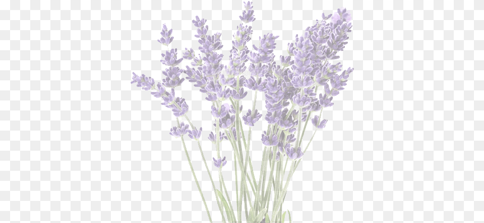 Prince Edward County Lavender Farm Lavender Flower, Plant Free Png