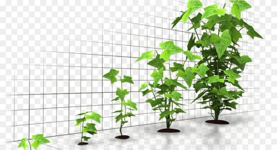 Principles Of Micro Economics 2 Economics, Plant, Vine, Potted Plant, Leaf Png Image