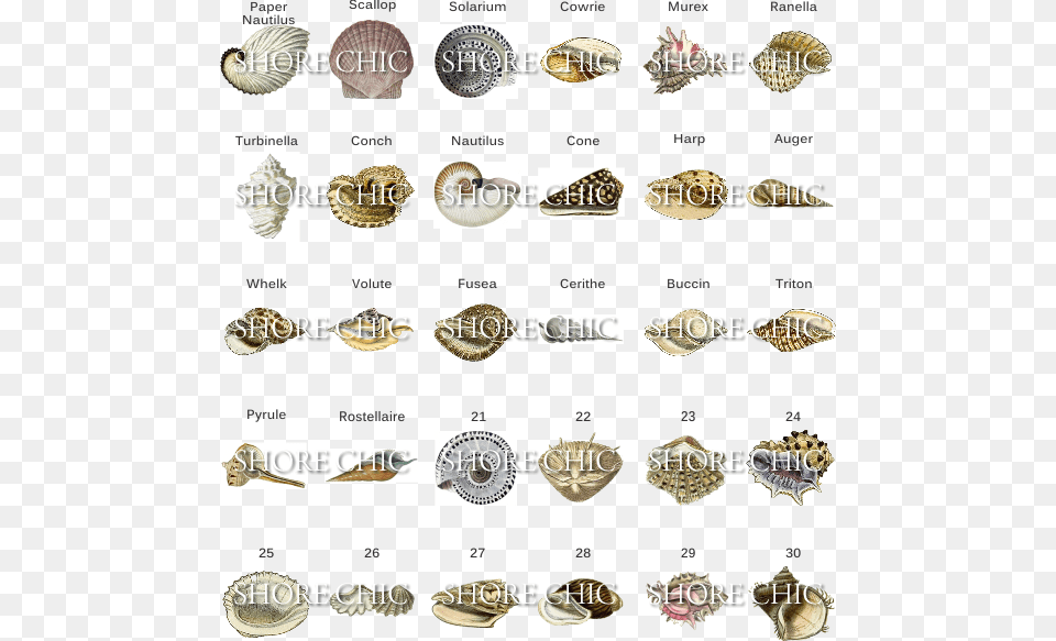 Print Designs Ernie And Irene Shell Shapes And Names, Animal, Invertebrate, Sea Life, Seashell Free Png