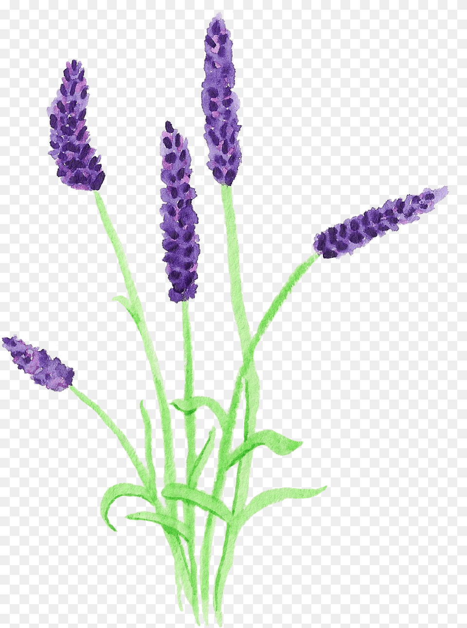 Print Flower Vectoriel Lavande Lavender, Plant, Lupin Free Transparent Png