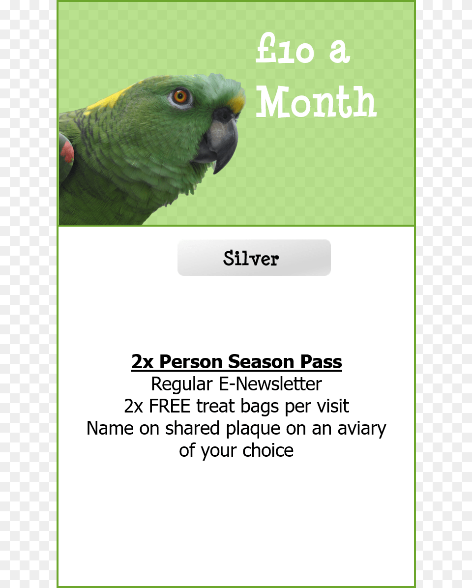Print Out Your Form Now Parakeet, Animal, Bird, Parrot Free Png