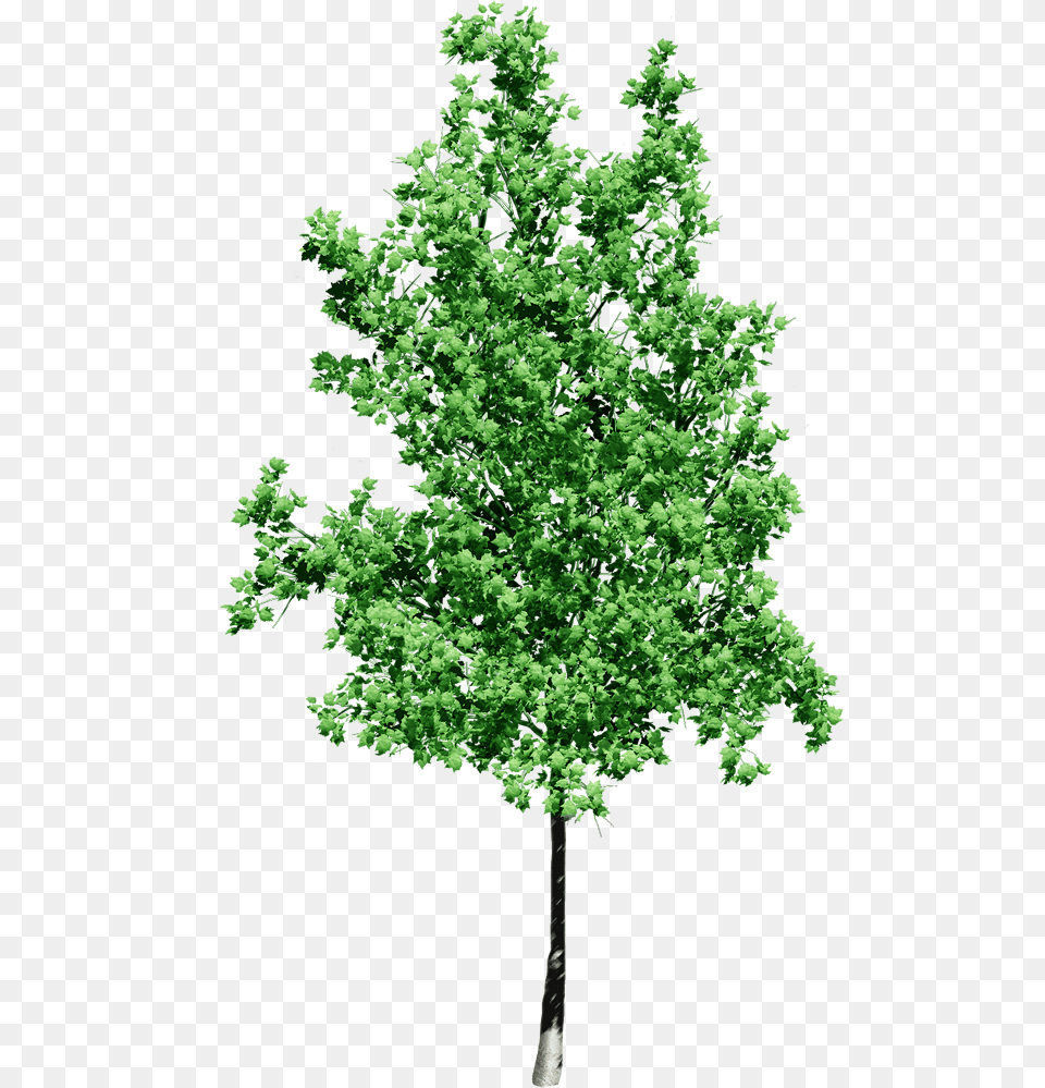 Print Photos Small Tree Background, Maple, Plant, Oak, Sycamore Free Png Download