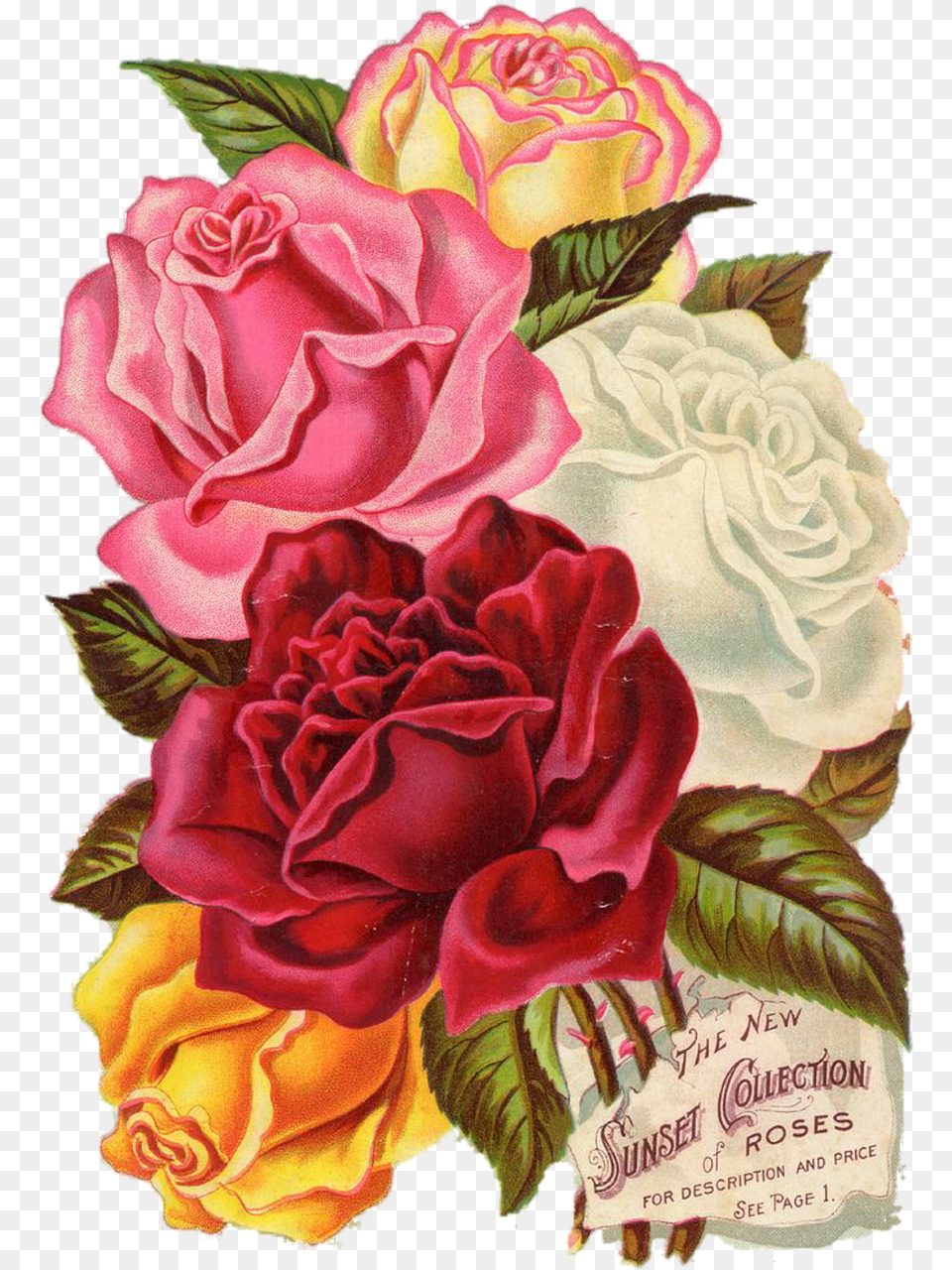Printable Flower Scrapbook Design, Carnation, Plant, Rose, Petal Png Image