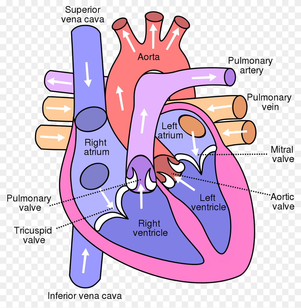 Printable Heart Diagram Structure Of Human Heart, Dynamite, Massage, Person, Weapon Free Png Download