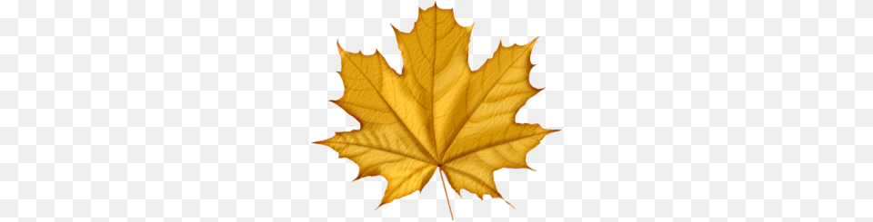 Printable Templates Autumn, Leaf, Plant, Tree, Maple Leaf Free Png Download