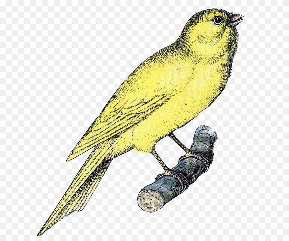 Printables Bird Art, Animal, Canary Free Png Download