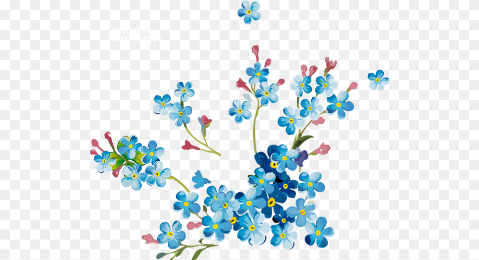 Printemps Myosotis Tube Fleur Blue Flower Myosotis, Pattern, Plant, Art, Graphics Free Transparent Png