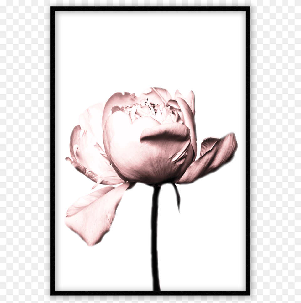 Prints For Bedroom, Flower, Petal, Plant, Rose Free Png