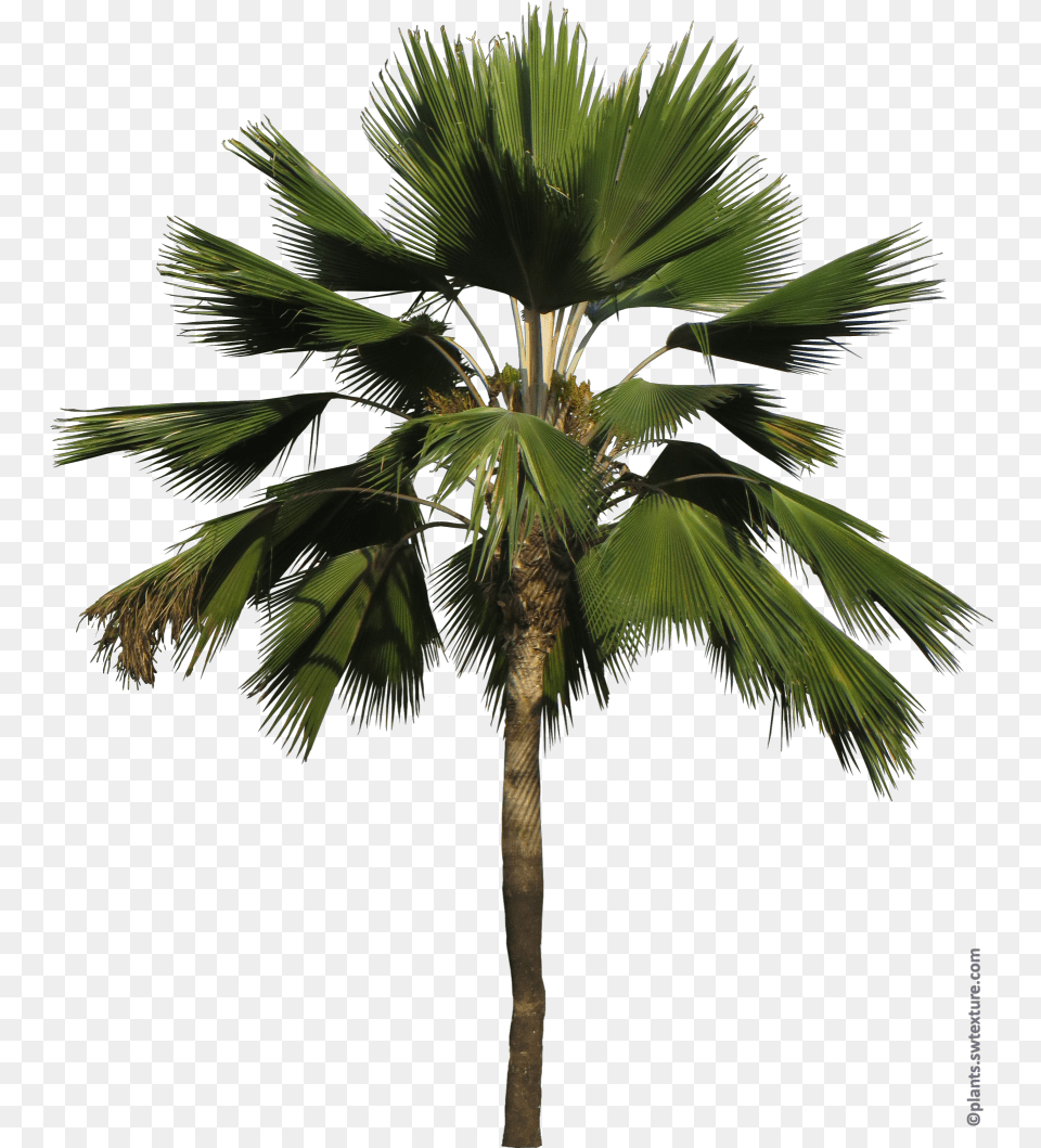 Pritchardia Pacifica Borassus Flabellifer, Palm Tree, Plant, Tree, Leaf Free Png Download