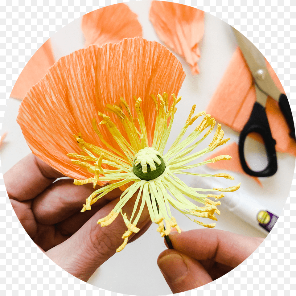 Private Instruction For Paper Flower Water Lily, Body Part, Finger, Hand, Person Free Png