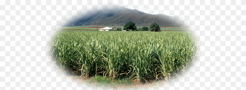 Pro Alcohol For Foundation Of Crops And Distilleries Field, Vegetation, Plant, Soil, Outdoors Free Transparent Png