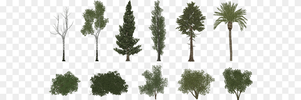 Pro Cycling Manager Foliage Pack Zoo Tycoon 2 Tree, Conifer, Plant, Pine, Fir Free Transparent Png