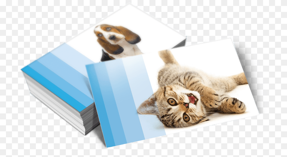 Pro Designers Reveal Their Top Business Card Design Tips Cat, Animal, Mammal, Pet, Canine Free Transparent Png