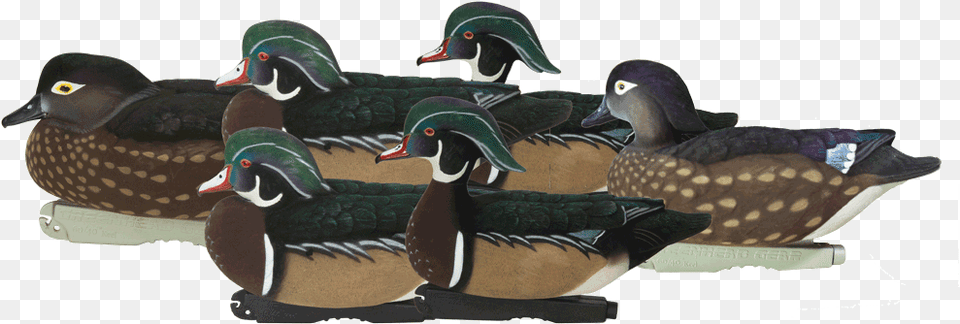 Pro Grade Ffd Elite Wood Ducks 6pack Studio Wood Duck, Animal, Anseriformes, Bird, Waterfowl Free Png Download